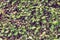 Background image of Leaves of mistletoe