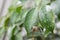 Background image of leaves with water drops. focus on the right.