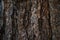 Background image of macro photo of bark with mold