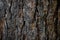 Background image of macro photo of bark with mold