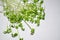 Background image, micro-greens for healthy eating