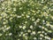 Background image of nature wildflowers. White daisies with a yellow core in the meadow