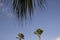 Background image, palm leaves against the sky.