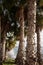 Background image of palm tree trunks