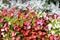 Background image of pink and white buds of begonia plants surrounded by gray foliage of other plants in garden