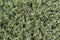 Background image of Privet Hedge green leaves.