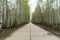 Background image of a Siberian highway running through the forest