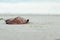 Background image of single fallen old leaf on sandy beach