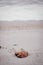 Background image of single fallen old leaf on sandy beach