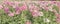 Background image Spider flower pink purple full ranch