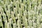 Background image of spiky succulent cacti growing close together, California