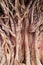 Background image of a tropical banyan tree (ficus benghalensis)