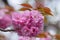 Background Japanese Pink Cherry Blossom branch