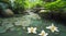 background Jasmine flower with water. for songkran day in thailand