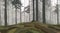Background landscape foggy forest with pine trees