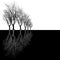 Background Large bare tree without leaves - hand d