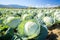 Background with large cabbage field. Ripe cabbage harvest on a farm