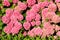 Background of large flowering Hydrangeas in the flowerbed of the Villa