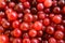 Background with large fresh juicy cranberries