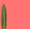 background, large , green, elongated leave on the left side on an pink background, space for text