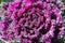 Background large lilac flower is similar to cabbage