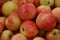 Background of large red-yellow apples. A lot of juicy, ripe, bicolored apples striped with yellow and red