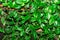Background with leaves of bright green periwinkle