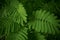 A background of leaves  a fern bush  light rays dimly illuminate
