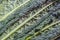 Background of leaves of Italian Lacinato Nero di Toscana heirloom Tuscan dinosaur kale with water drops