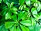 Background of leaves of ornamental plants