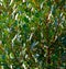 Background of leaves, stems and fruits of the laurel tree.