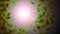 background with leaves. Sunlight Through Bushes in Forest Flare Rays Nature Green Healthy Plants