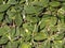 Background from leaves of a yastrebinka hairy (Hieracium pilosella L. )