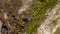 Background lichen tree old