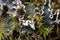 Background with  lichens and moss - dog lichen; Peltigera Canina