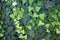 Background of light and dark leaves of English ivy