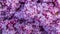 Background with lilac flowers close-up. Macro shooting. Generative AI.