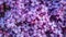 Background with lilac flowers close-up. Macro shooting. Generative AI.