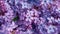 Background with lilac flowers close-up. Macro shooting. Generative AI.