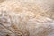 Background of lion fur
