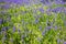 Background of little blue flowers mouse hyacinth or muskari blooming in a spring park