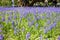 Background of little blue flowers mouse hyacinth or muskari blooming in a spring park, blurred people behind