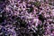 Background of little violet flower