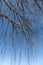 Background of long tree branches hanging down on the blue sky