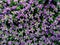 A background of lots of bright mauve Hebes blooms.