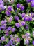 A background of lots of bright mauve Hebes blooms.