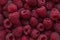 Background of a Lots of Juicy Raspberries. Summer Concept