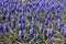 Background - lots of purple flowers of Armenian grape hyacinths
