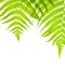 Background with lush fern leaves