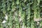 Background of lush ivy trailing off of a stucco wall